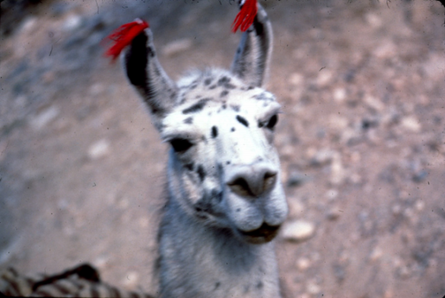 LLama 