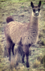 Baby Llama